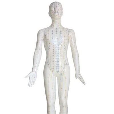 自然大人体针灸模型178CMC自然大人体针灸模型178CM