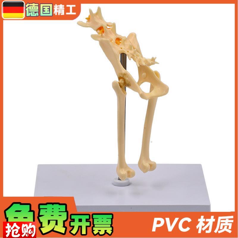 德国】1比1猫骨盆模r型猫骨骼腰椎尾骨脊柱神经教具宠物医院展