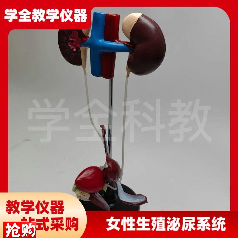女性泌尿生殖系统模型肾脏解剖模具膀胱输尿管结构V生物实验室教