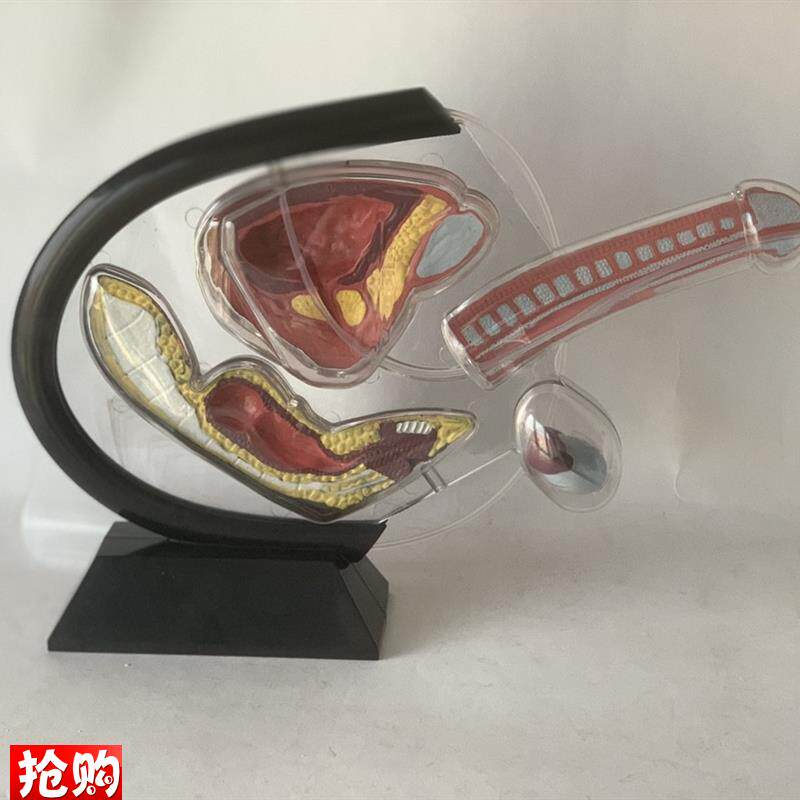 透明男性生殖器解剖阴茎海绵体膀胱睾丸肛肠内脏科普教Z具演示人