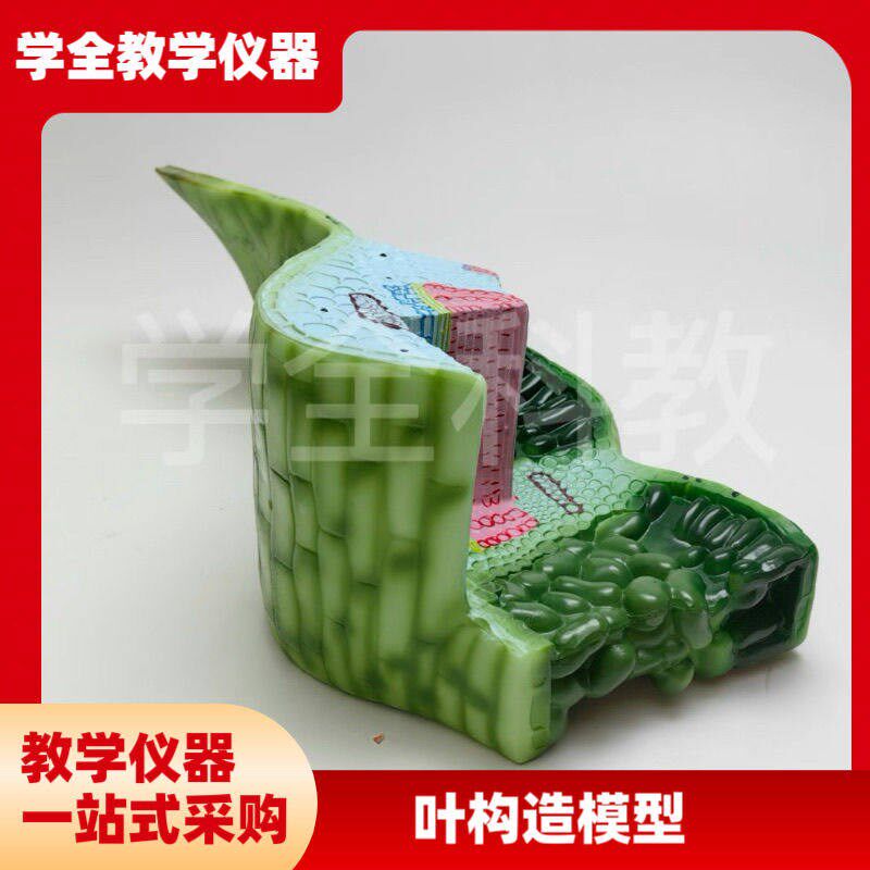 叶构造模型J3g3006初高中生物植物解剖模型课堂教学演示用教学仪