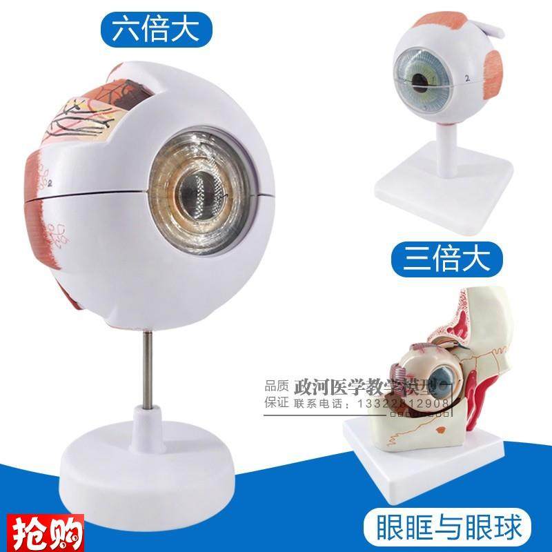 幼儿园小学科学探索玩具教具生理人体器官M眼睛眼球模型教学玩具