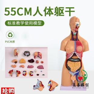 55CM人体器官身体结构解剖模型医用仿真J全身内脏拼装 躯干解剖教