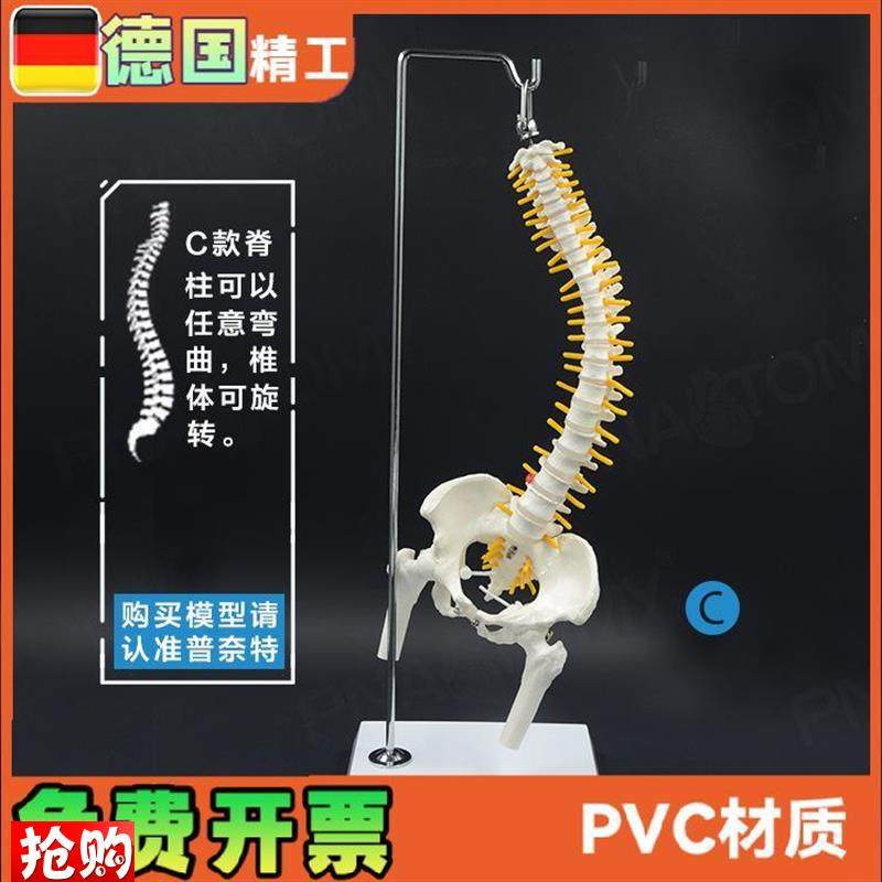 45cm人体g脊椎带骨盆股骨骨骼可弯曲挂式脊柱模型教学推拿正骨