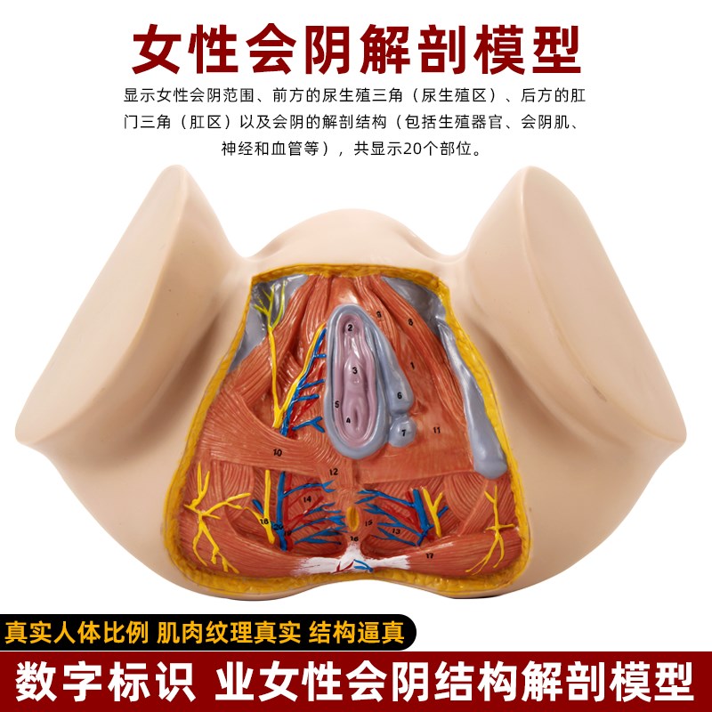 女性会阴生e殖器官结构解剖会阴侧切产科护理家政月嫂培训教具模
