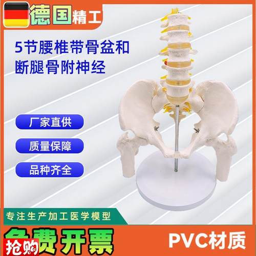 5节腰椎带骨盆和断腿骨附神经人体骨骼模型O24*20*30CM