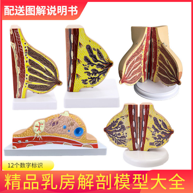 哺乳期乳房模型胸部解q剖乳房结构造乳房催乳师教具乳腺病变模型