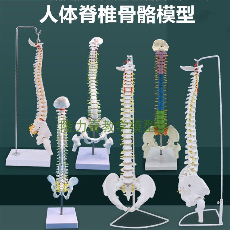 脊柱模型人体医学人体骨骼u大脊椎成人1:1带颈椎胸椎尾椎椎骨骨盆