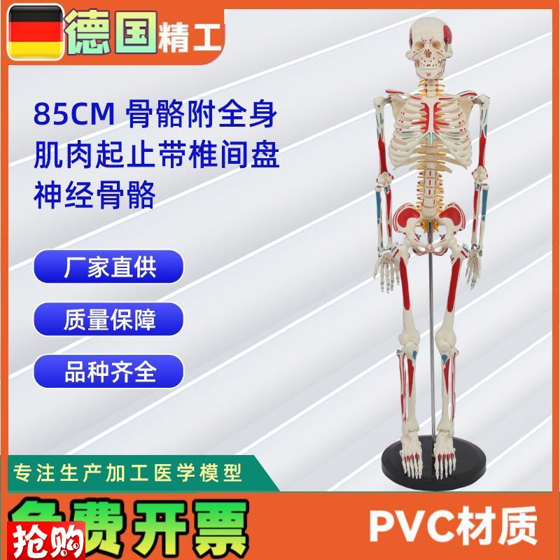 85CM附全身肌肉起止带椎间盘神经O骨骼人体骨骼模型