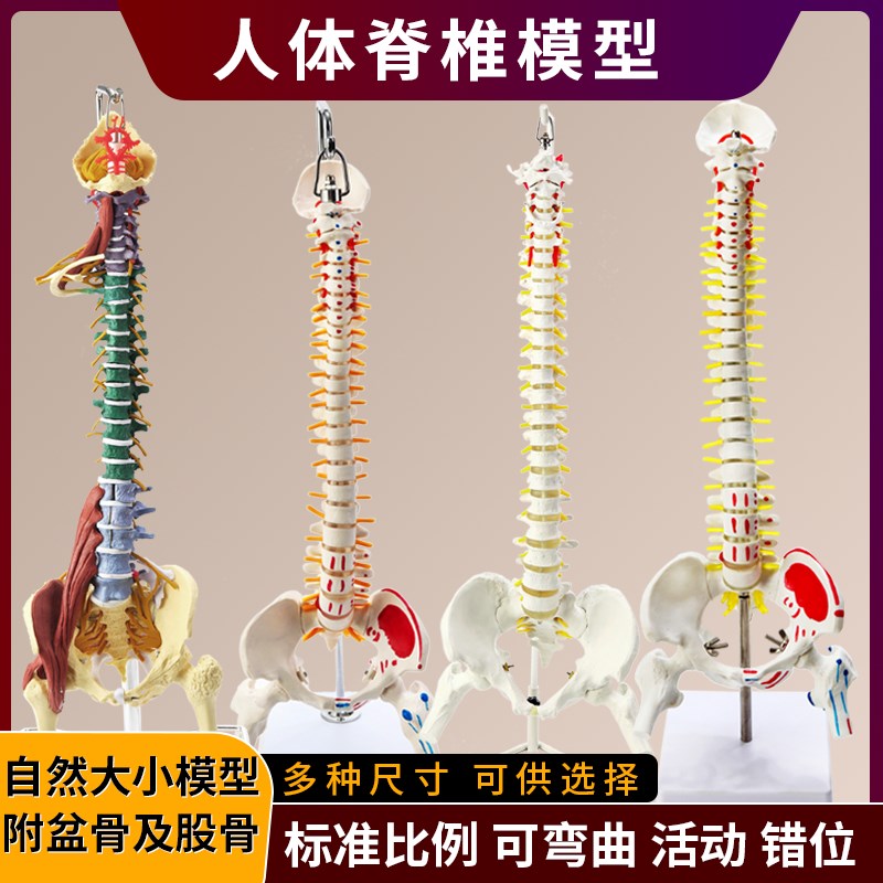 人体骨架腰椎1:1仿真脊柱解剖可弯曲 医K学神经骨骼教学脊椎骨模
