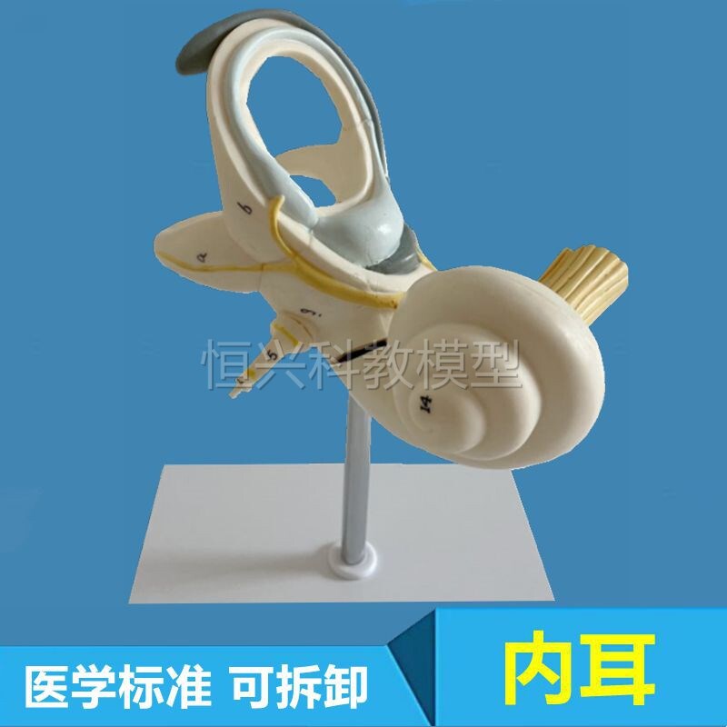 耳蜗模型内耳迷路骨半规管前庭听觉神经人体耳朵结构耳.科医生科