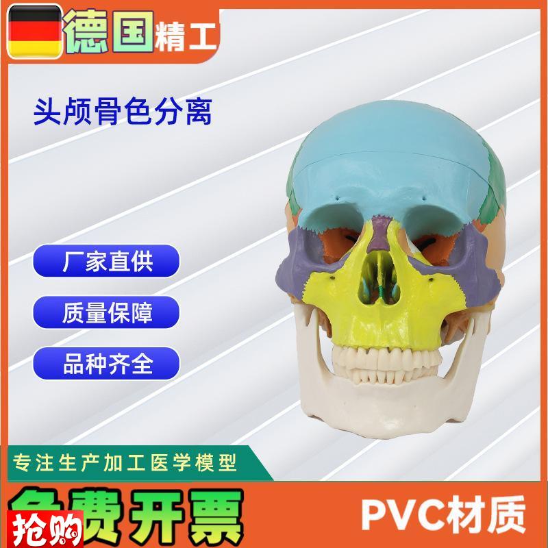 头颅骨色分离医学人体头骨模型骨.科教学模具