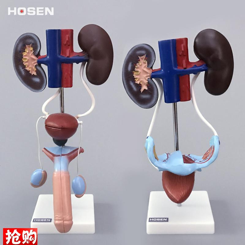 泌尿生殖系统模型男性女性肾脏解C剖模具膀胱输尿管结构造医学教