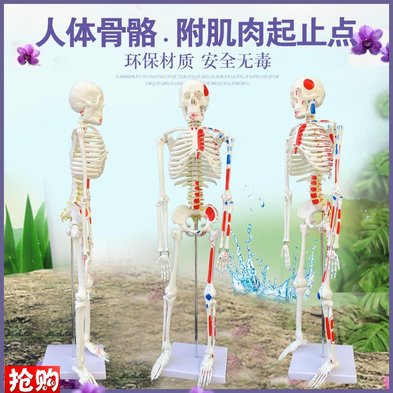 质量上乘新款85CM人体骨骼模型骨架人体素R描教学模型白骨观