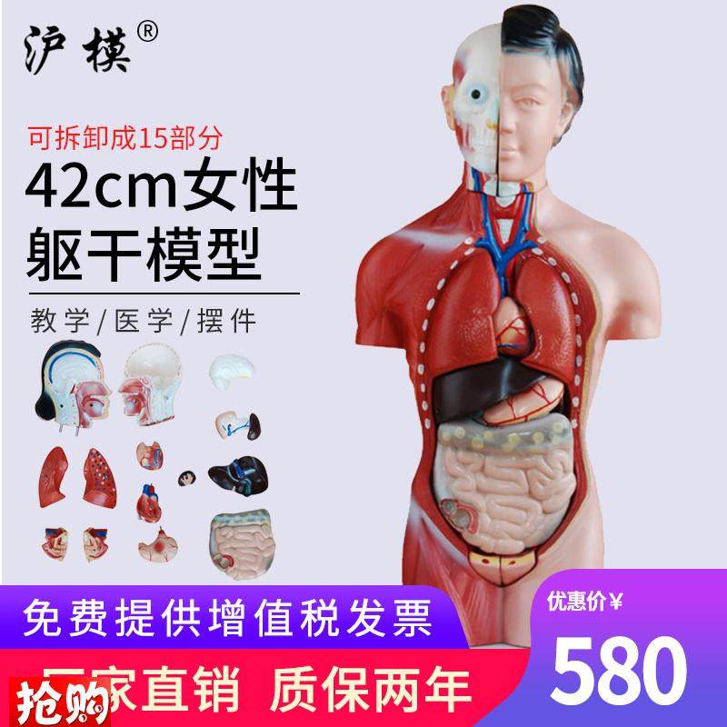 沪模42CM女性躯干j模型15部件可拆分中小学幼儿科学展示模具人体