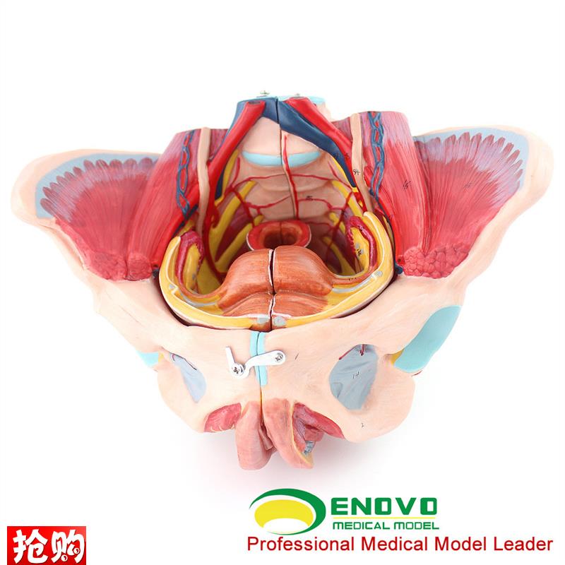 ENOVaO颐诺女性骨盆腔模型血管神经生殖系统子宫妇产科教学模型