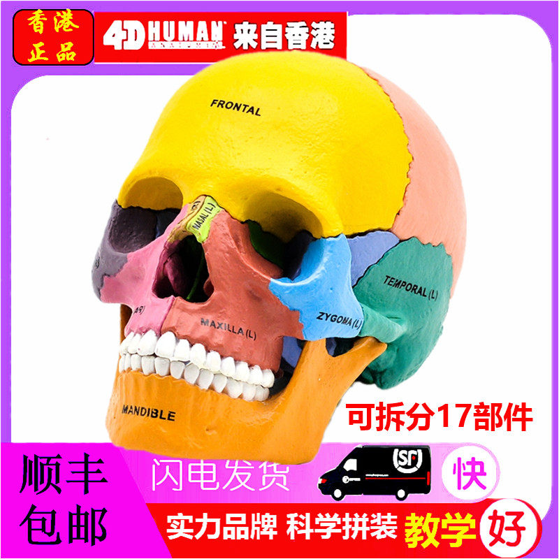 正品4D MASTER彩色人体u头骨模型,4dmaster骷髅教学科普拼装模型