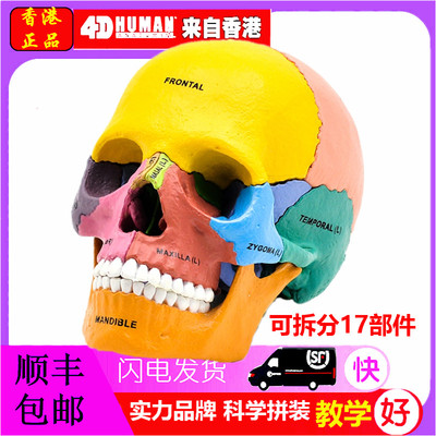 正品4D MASTER彩色人体u头骨模型,4dmaster骷髅教学科普拼装模型