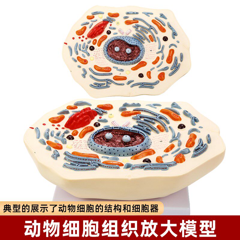 动物细胞有丝分裂亚显q微结构放大模型3d成品初中生物学习演示教