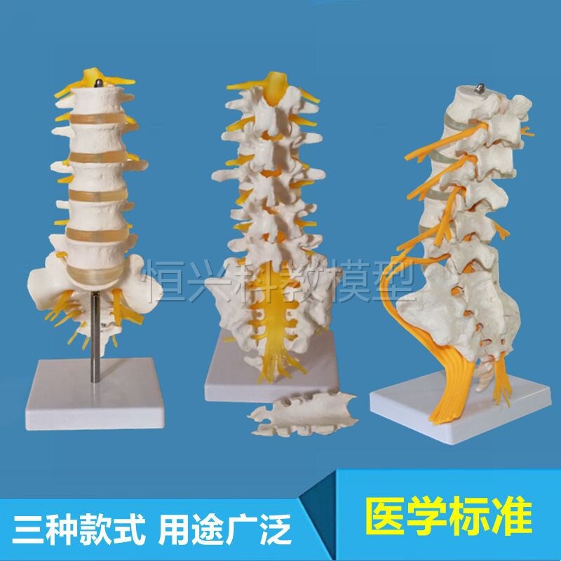 人体腰椎模型自然1比1仿真腰椎带骶骨中医L针灸小针刀马尾坐骨神