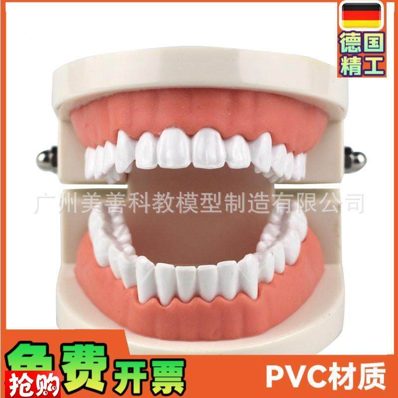 牙齿模型教学模型牙科材料口腔材料假I牙模型口腔模型儿童幼儿园