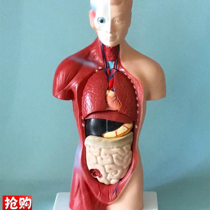 人体躯干解剖模型内脏器官解剖教学早教K心脏脑大肠肺脏肝脏优惠