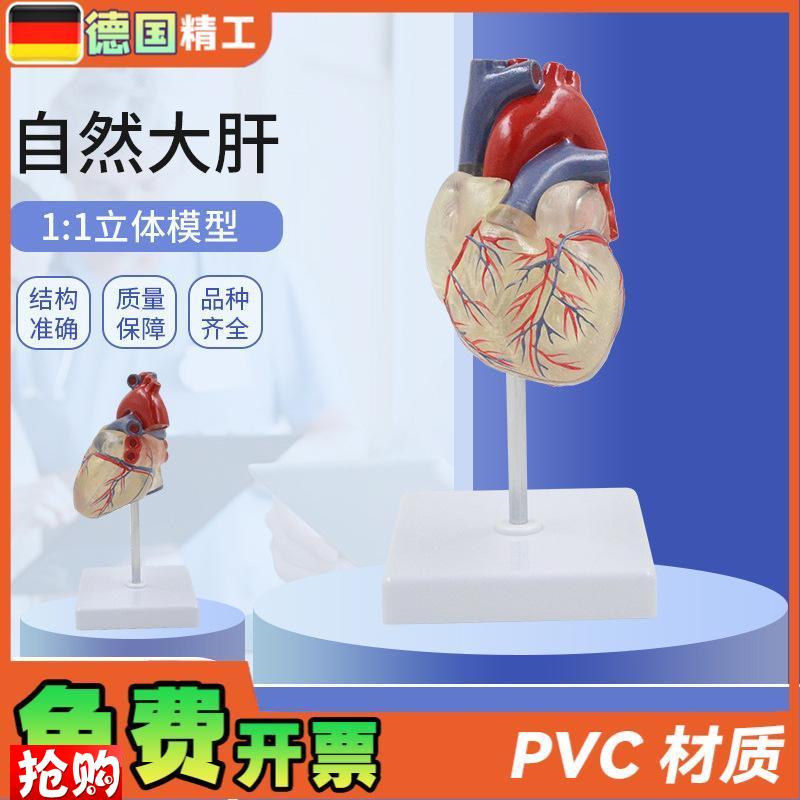 德国】透明心脏模型血管透明肺B气管支气管树连心脏模型透明肺段