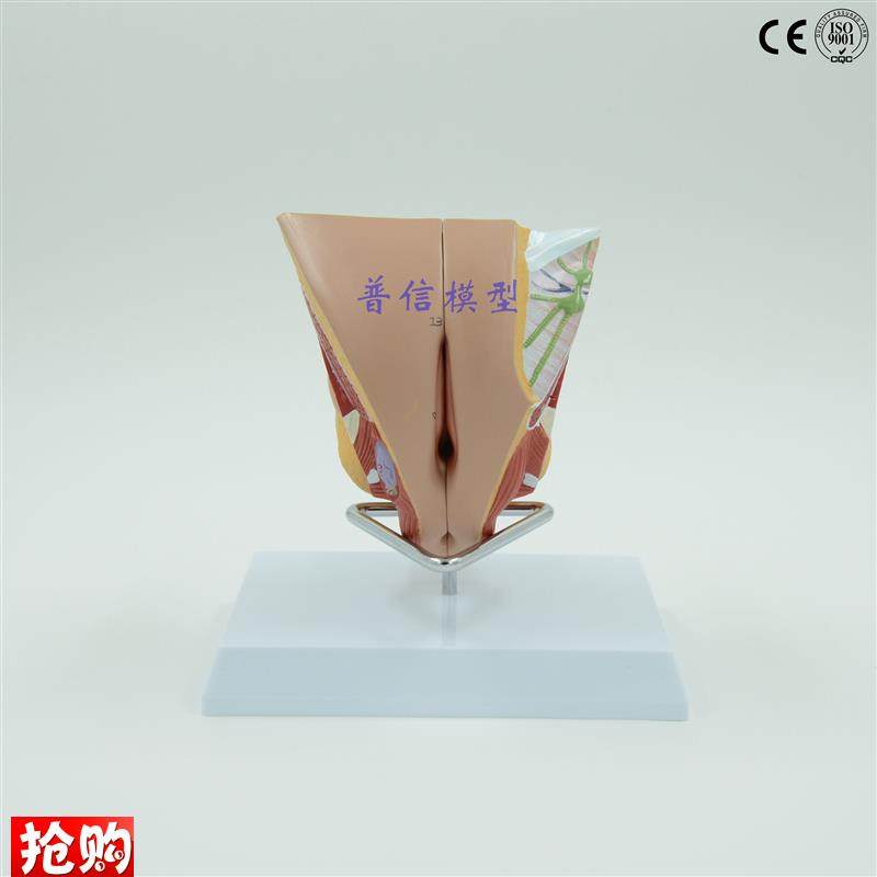 普信女性内c外生殖器系统模型睾丸模型计划生育用品子宫模型