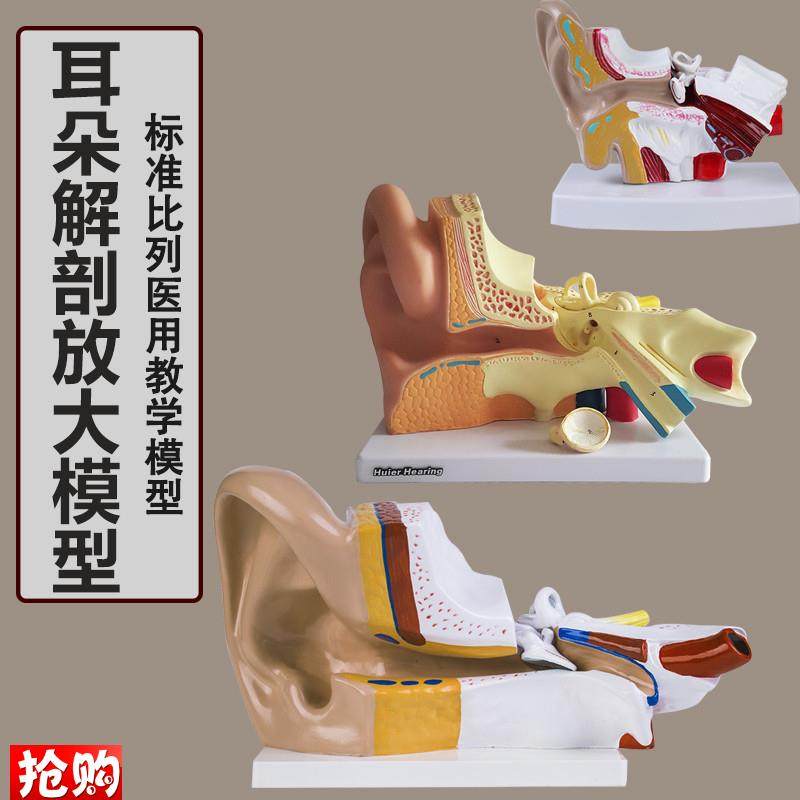 耳解剖模型人体耳朵模型3倍放大B中耳模型人体器官解剖助听器展示