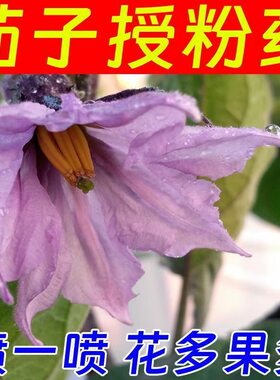 茄子喷花座果药长茄圆茄膨果座果灵喷花药圆茄授粉农用点花药