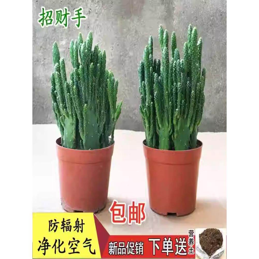 招财手多肉植物组合盆栽仙人掌防绿植办公室内耐寒旱易活净化空气