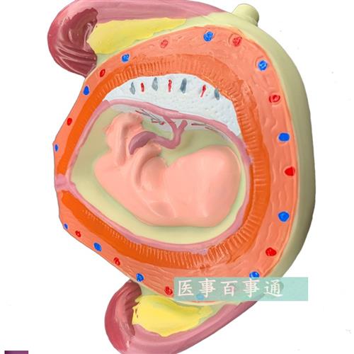 妊娠发育过程模型胚胎计划生育模型计生展示模型胎儿模型子宫 玩具/童车/益智/积木/模型 其他模型玩具 原图主图