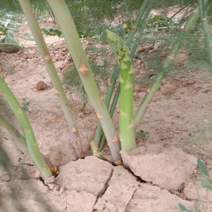 包邮紫色绿芦笋苗包成活四季种植芦笋苗盆栽阳台多年生根苗现挖