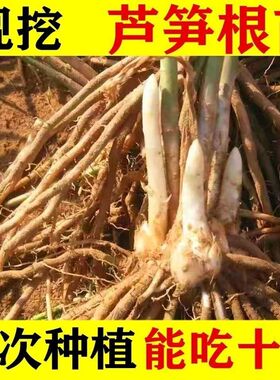 包邮紫色绿芦笋苗包成活四季种植芦笋苗盆栽阳台多年生根苗现挖