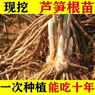 包邮紫色绿芦笋苗包成活四季种植芦笋苗盆栽阳台多年生根苗现挖