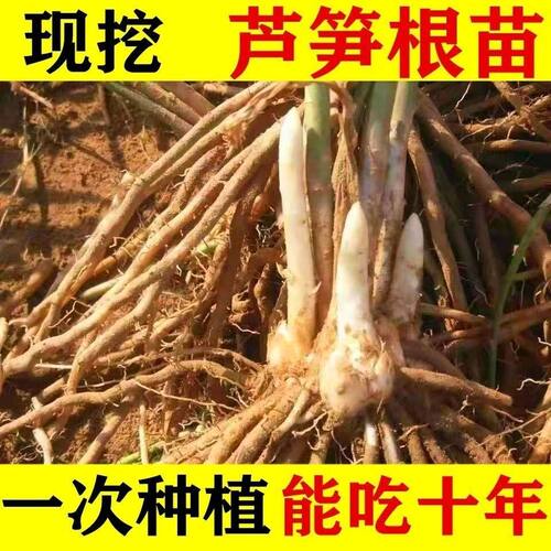 包邮紫色芦笋成活四季种植阳台