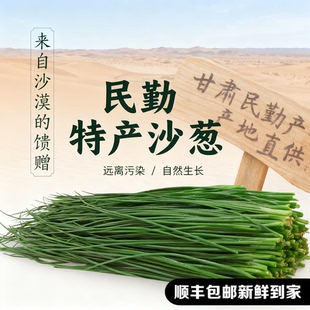 【顺丰包邮】民勤新鲜沙葱现采商用鲜沙葱半斤捆装【烂坏包赔】