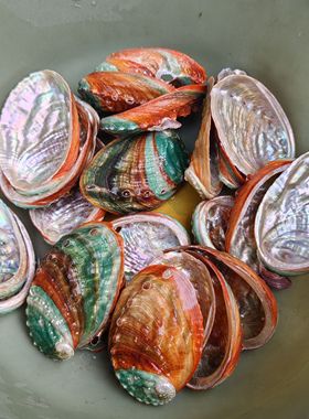 天然海螺贝壳鲍鱼壳七彩贝鱼缸家具装饰地台摆件水族墙贴造景