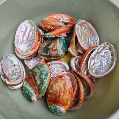 Натуральная раковина, раковина морского ушка, красочная ракушка, украшение мебели для аквариума, напольные украшения, наклейки на стены аквариума, ландшафтный дизайн
