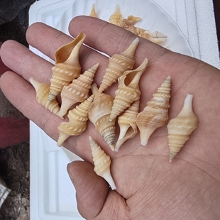 天然小海螺贝壳 马针螺100颗 收工diy漂流瓶贝壳画夜灯材料鱼缸造