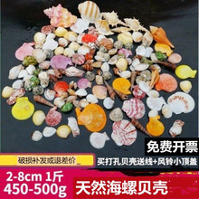 海螺贝壳海星 饰寄居蟹打孔儿童手工相框diy风铃漂流瓶 鱼缸造景装