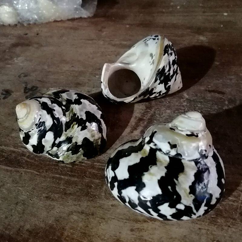 天然海螺贝壳 黑金刚螺4-10㎝ 寄居蟹替换壳三湖虎鱼虾产卵躲避屋