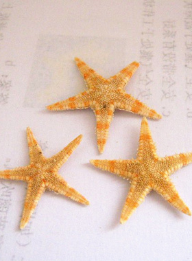 1元2只2-3cm天然小海星手机diy装饰品工艺品制作原料