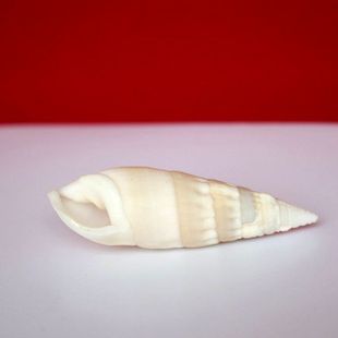 子弹螺白色海螺贝壳 创意橱窗设计装 饰 相框地台鱼缸造景装 饰品