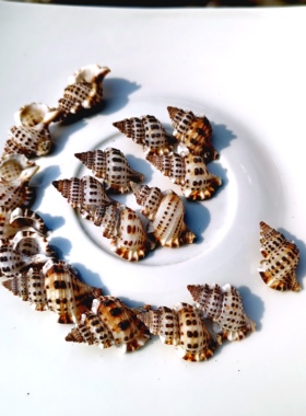 天然海螺贝壳美珠翼发螺鱼缸水族造景豆丁寄居蟹替换壳标本收藏