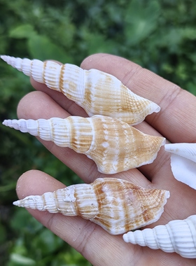 天然海螺250g金斧螺鱼缸造景创意微景观拍摄道具地中海家居装饰