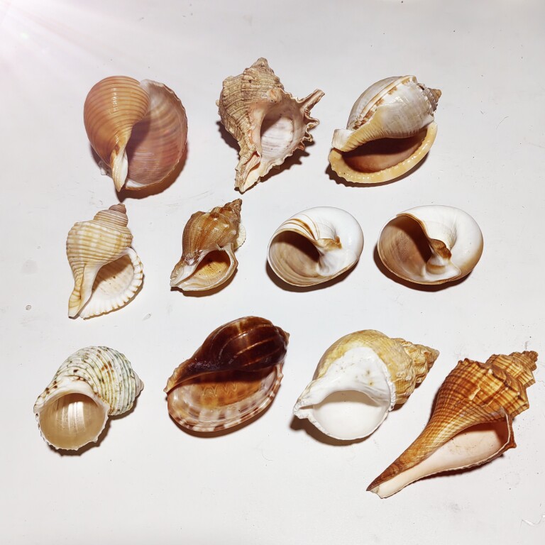 天然海螺寄居蟹替换壳图片