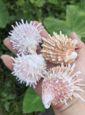 天然海螺贝壳 海菊蛤 鱼缸造景地台橱窗装饰品摆件儿童生日礼物