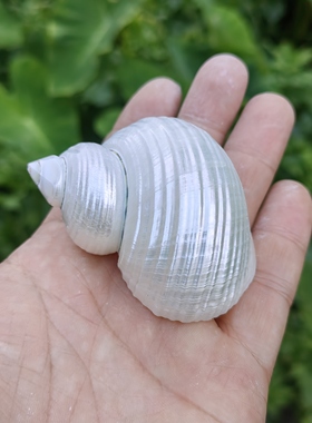 天然海螺贝壳 去皮银口嵘螺 寄居蟹替换备用壳 三湖虎鱼躲避
