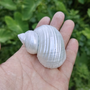 天然海螺贝壳 去皮银口嵘螺 寄居蟹替换备用壳 三湖虎鱼躲避